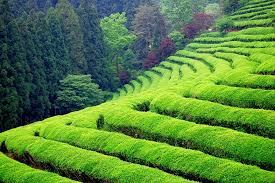 чайная плантация