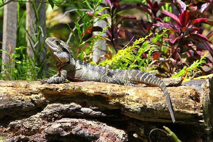 cубтропичесий сад.jpg