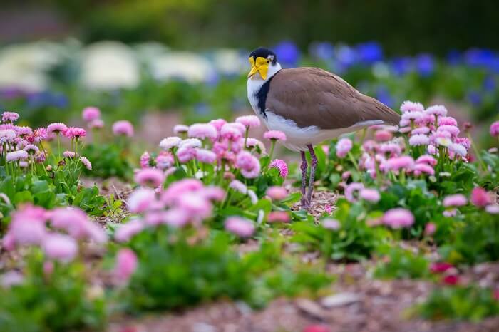 городской ботанический сад.jpg