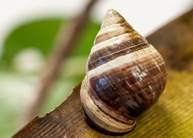 ряхмятлик джордж (