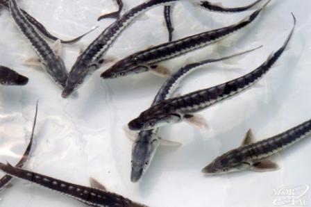 мальки осетровых1.jpg