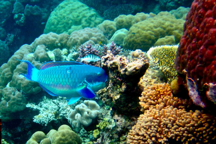 кораллы-австралия.jpg