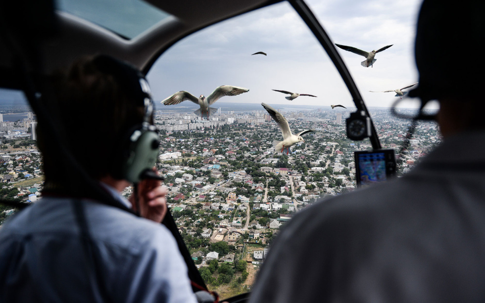 миг-29 птицы