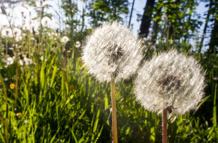 pogoda_may_oduvanchiki