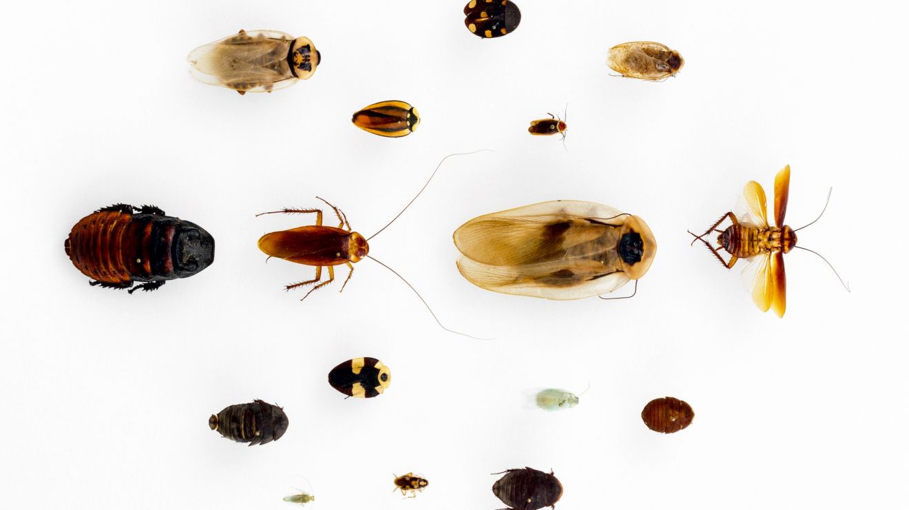 robot-таракан