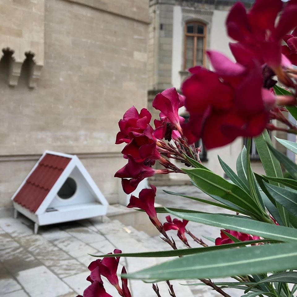 кошкин дом1