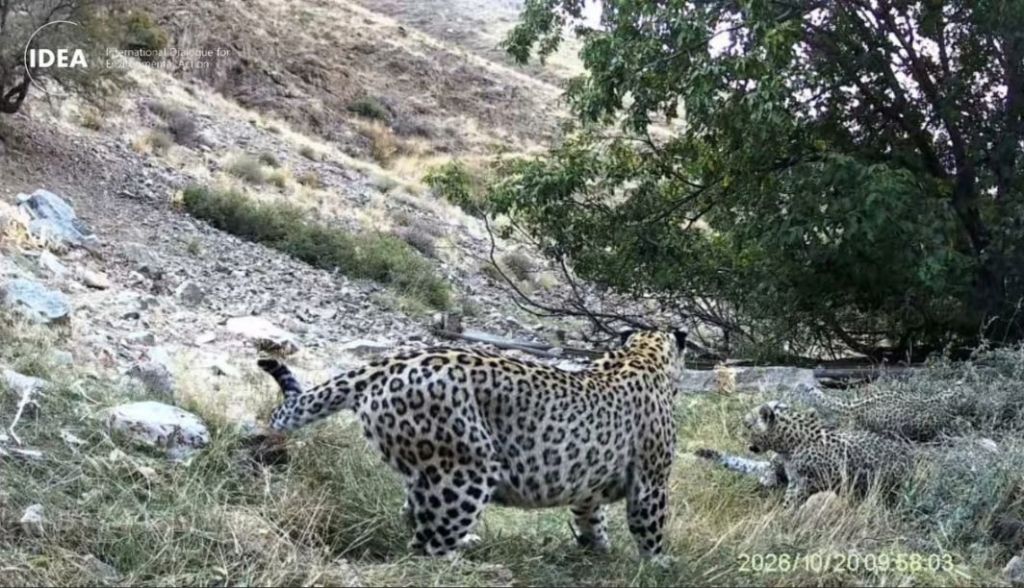 Təbiətdəki bir leopar və onun yanındakı daha kiçik bir leopar, dağlıq ərazidə ot örtüyü arasında görünür.